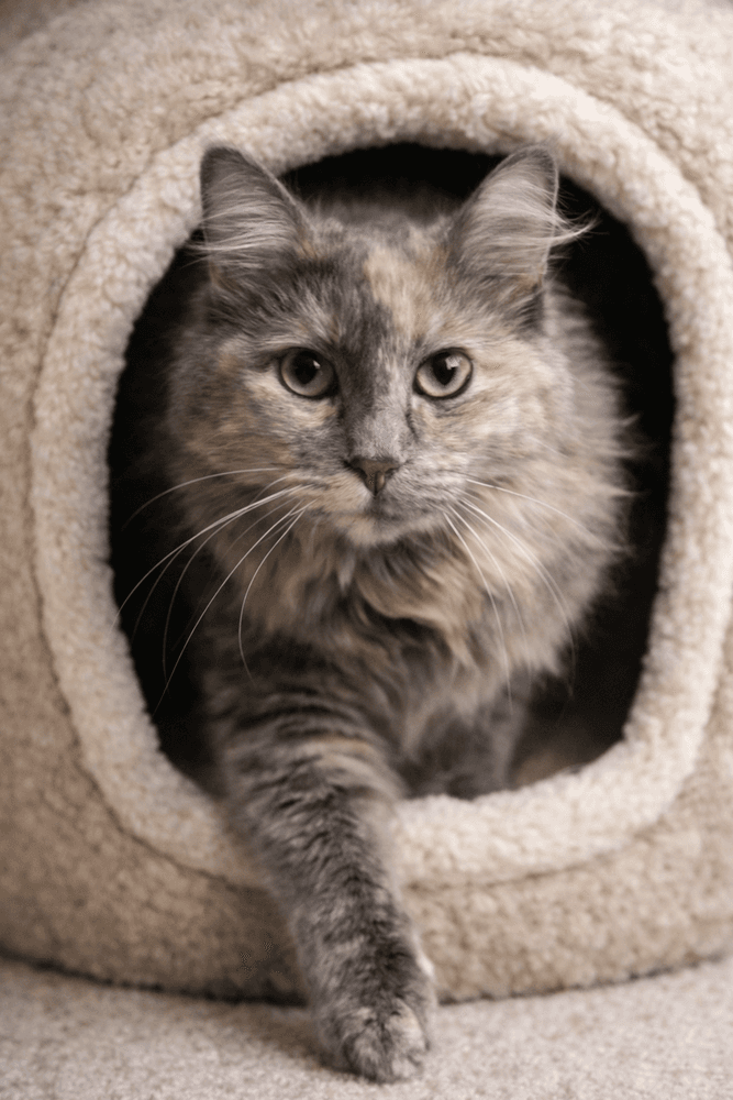 Mimi - TD