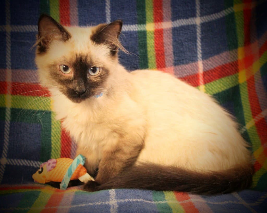 Harriet