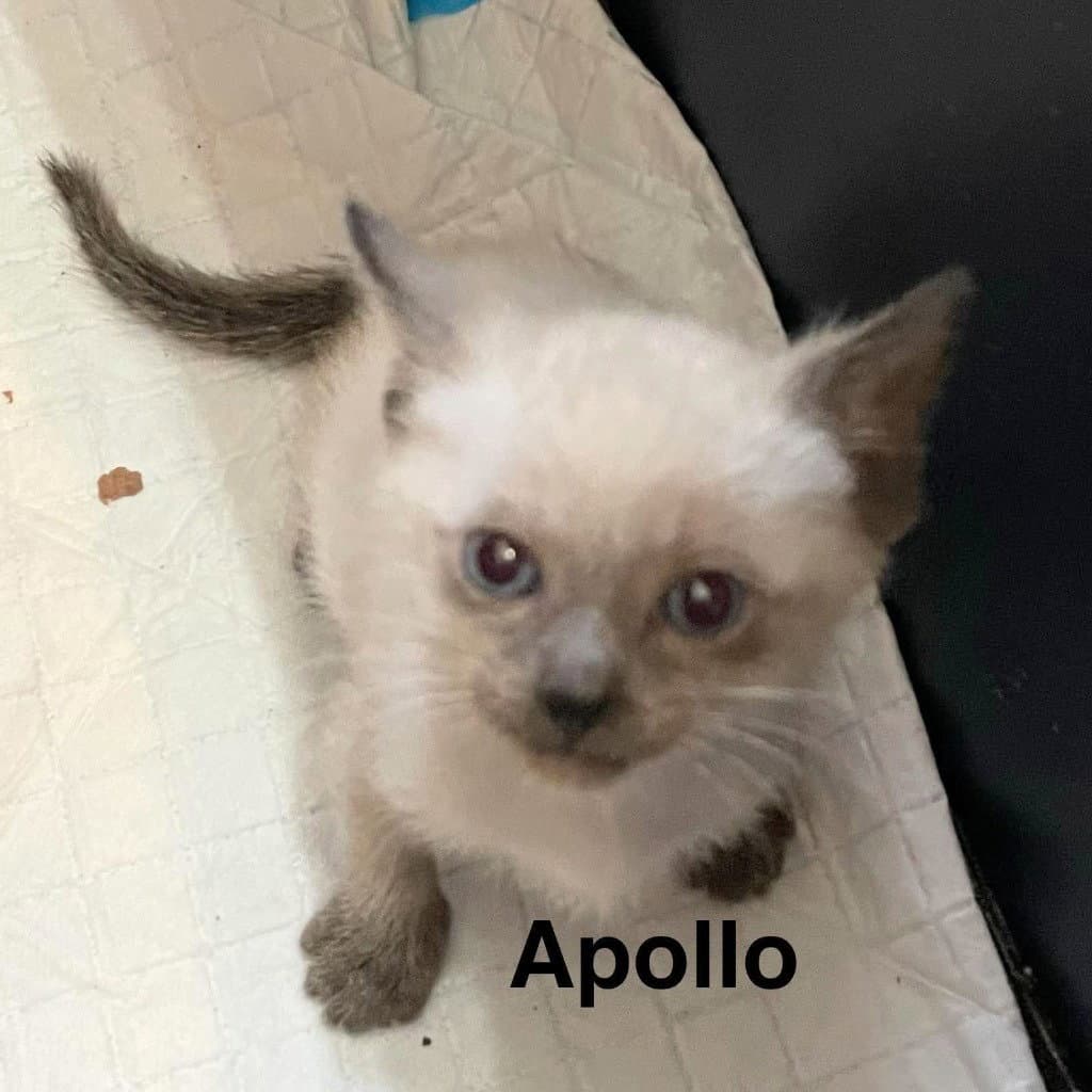 Apollo