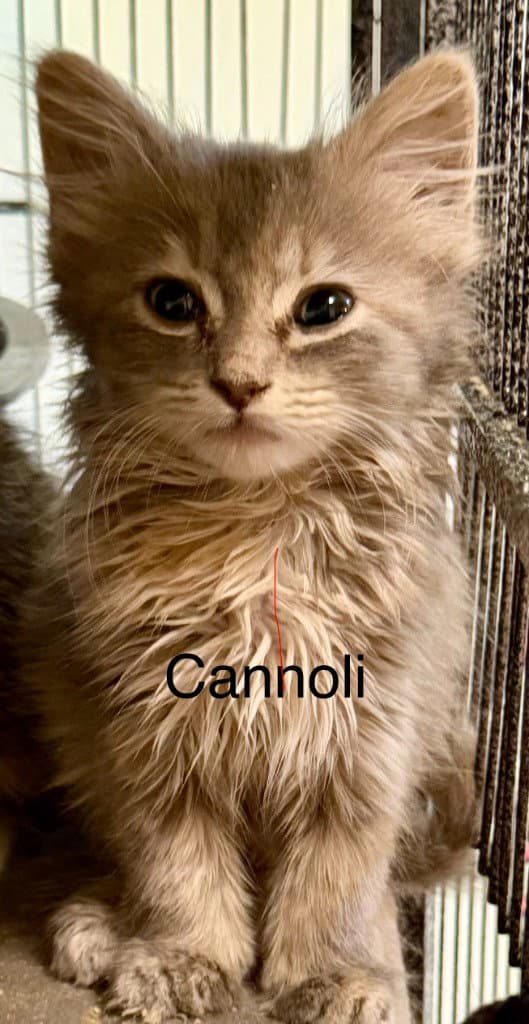 Cannoli