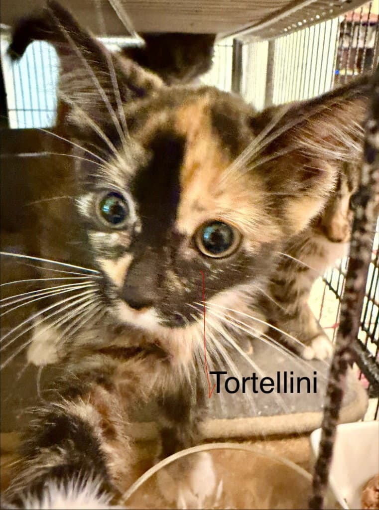 Tortellini
