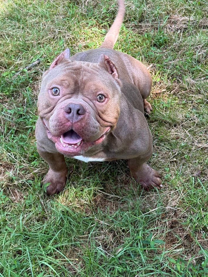 Porkchop