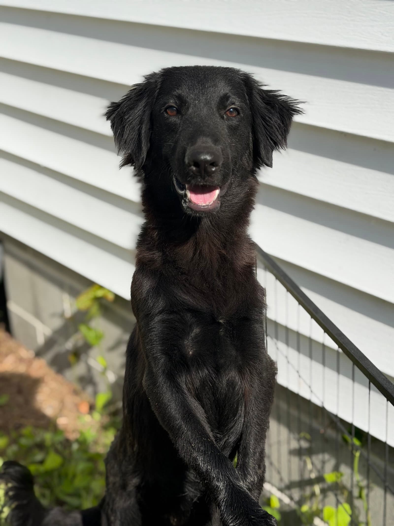 Marley