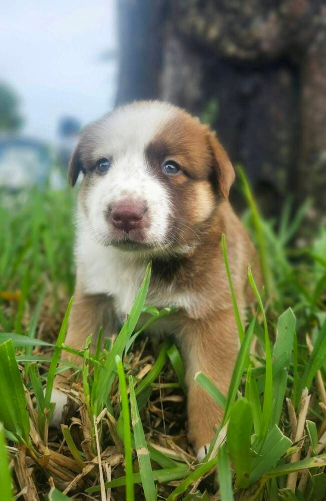 Kangaroo