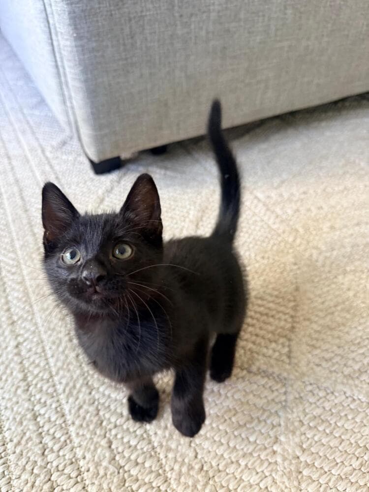 Boo