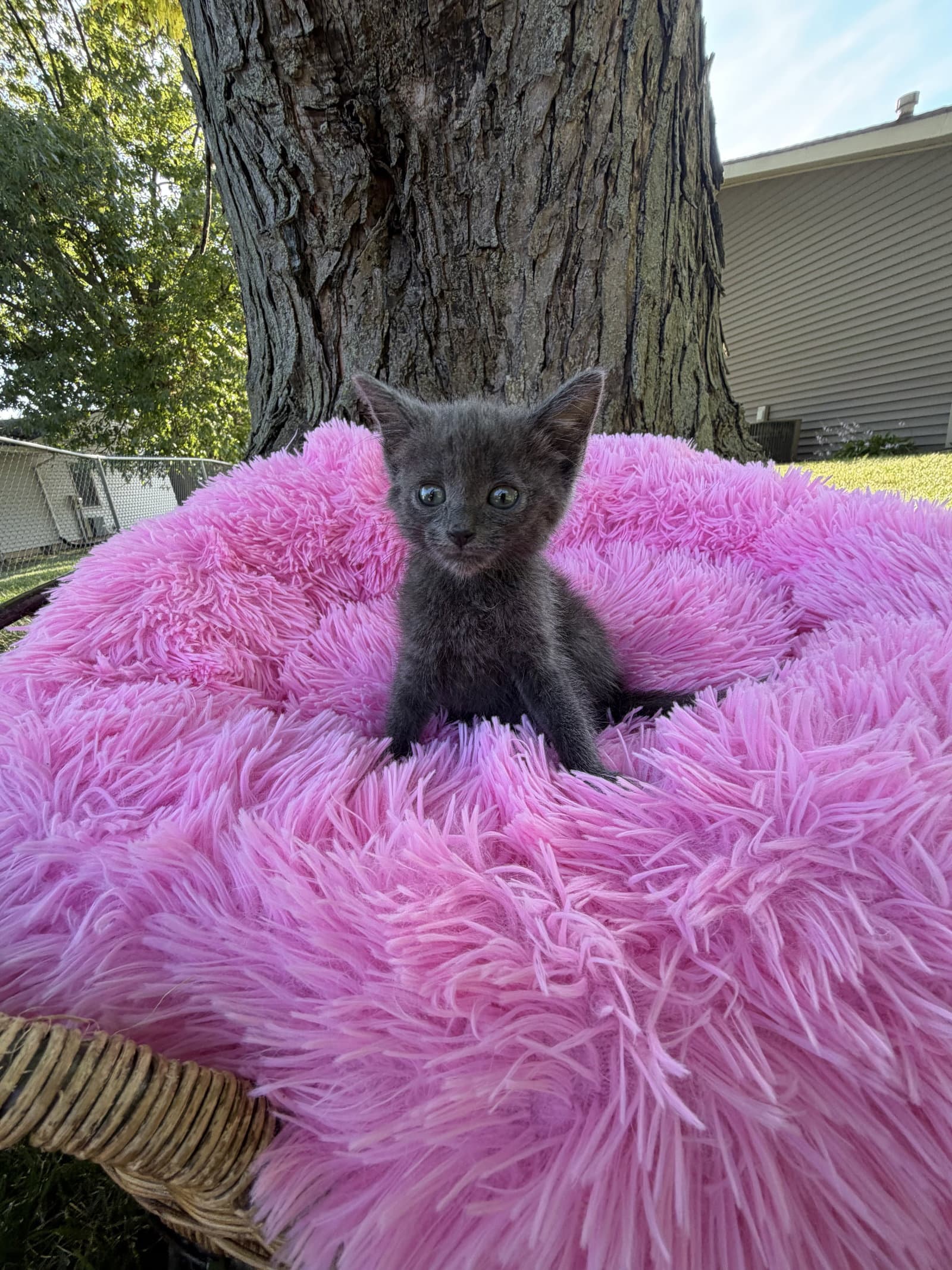 Nimbus