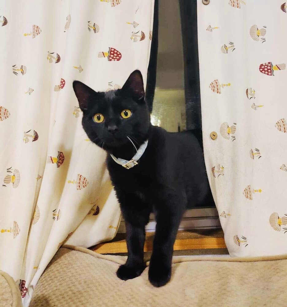 Cleo (Trax)