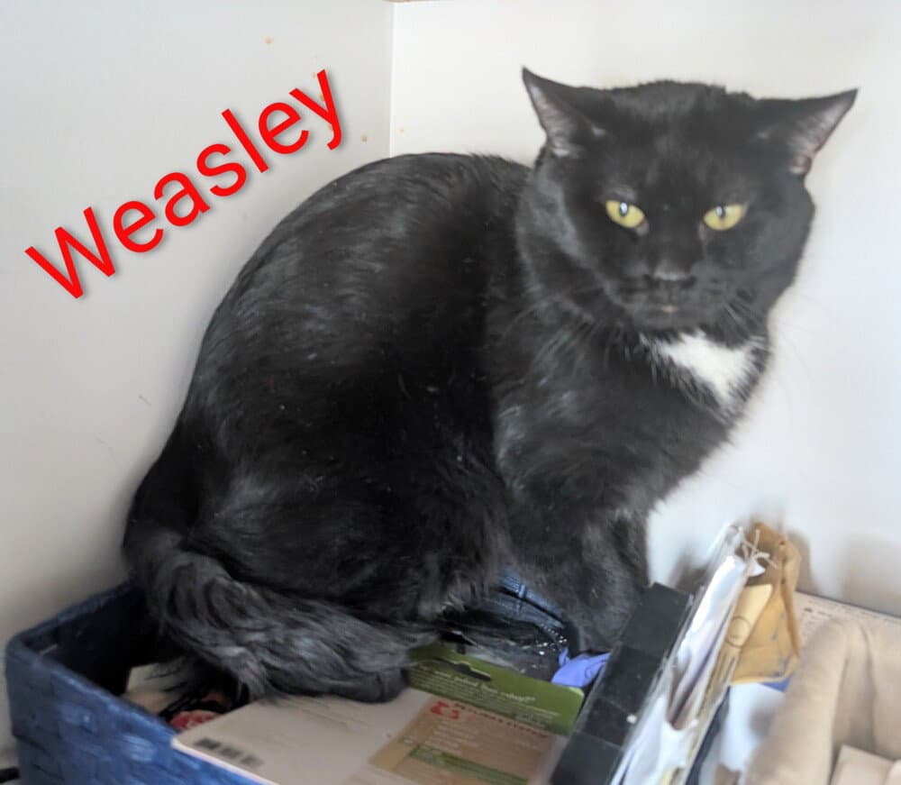 Weasley