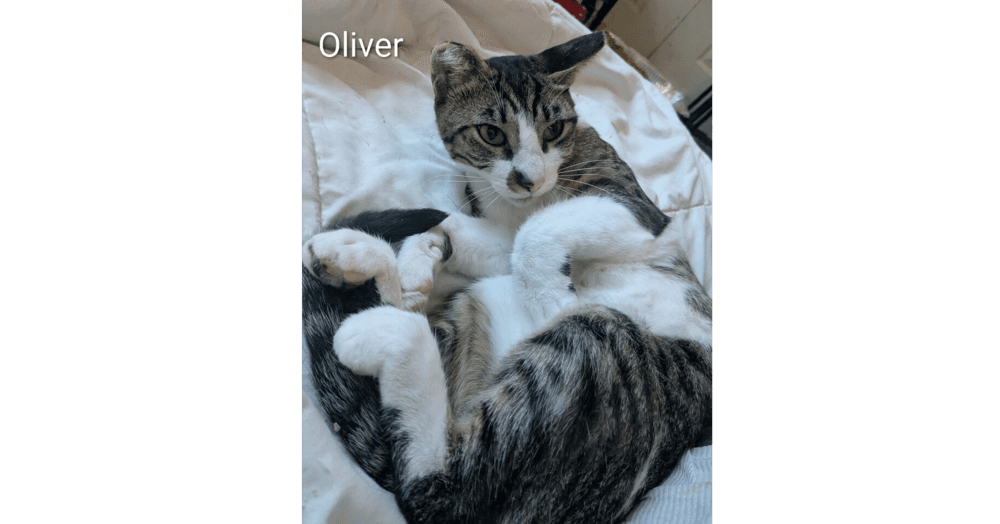 Oliver