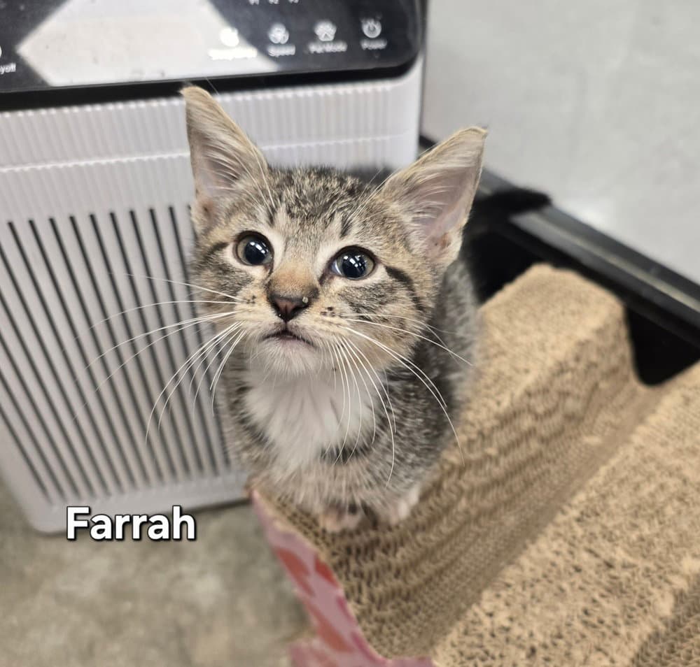 Farrah