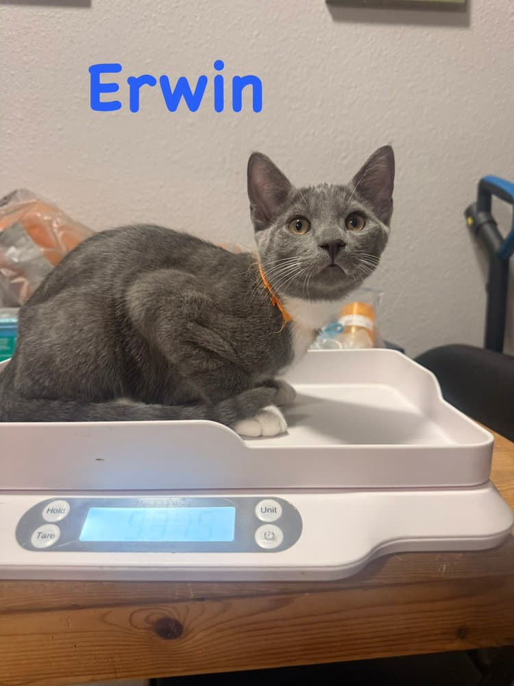 Erwin