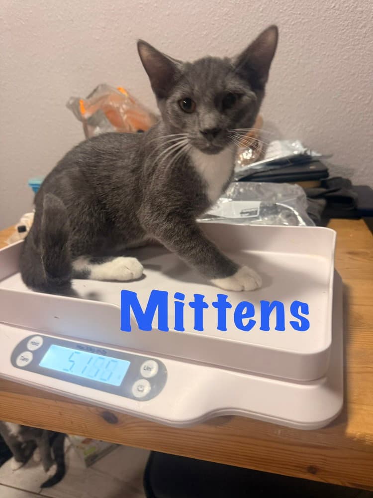 Mittens