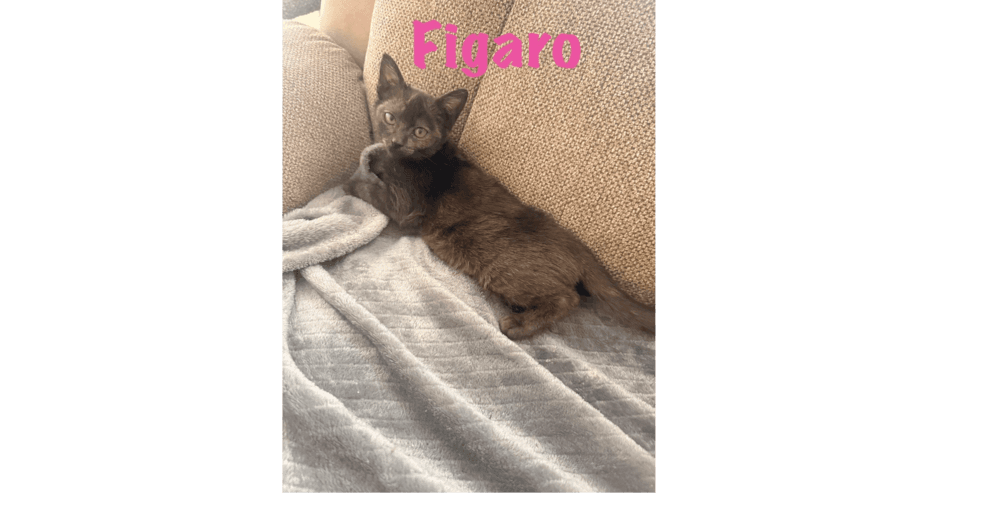 Figaro