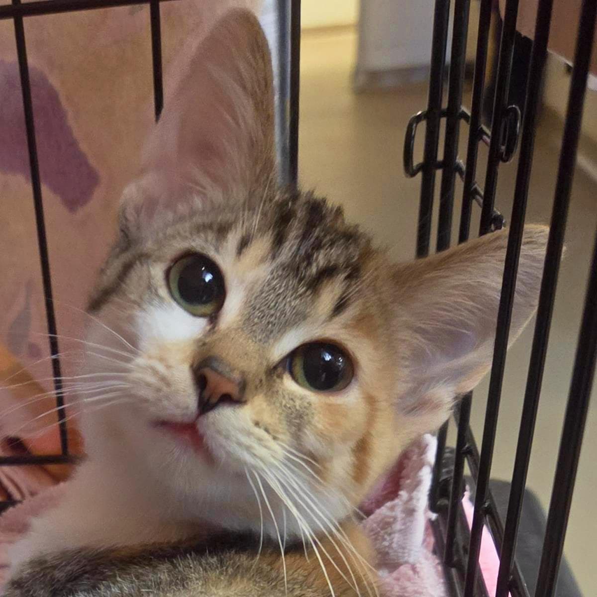 Peanut