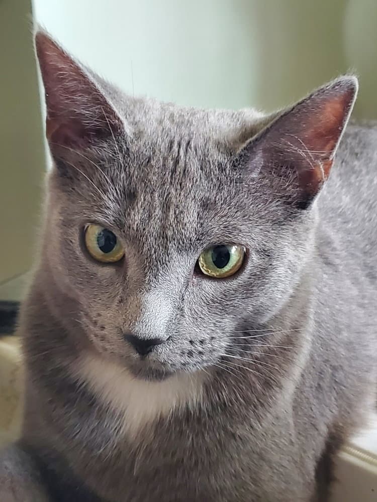 Marcia (Pepper)