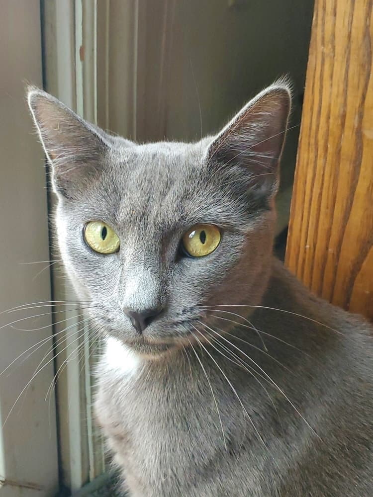 Cindy (Silly)