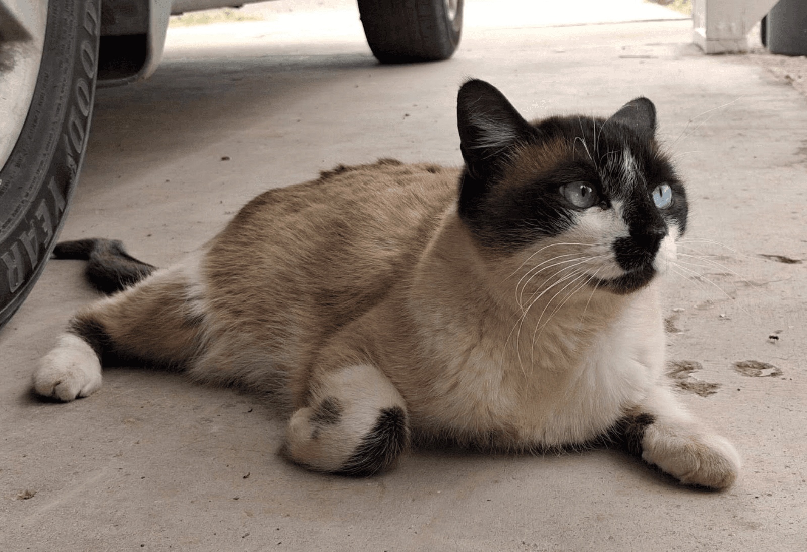 Maya