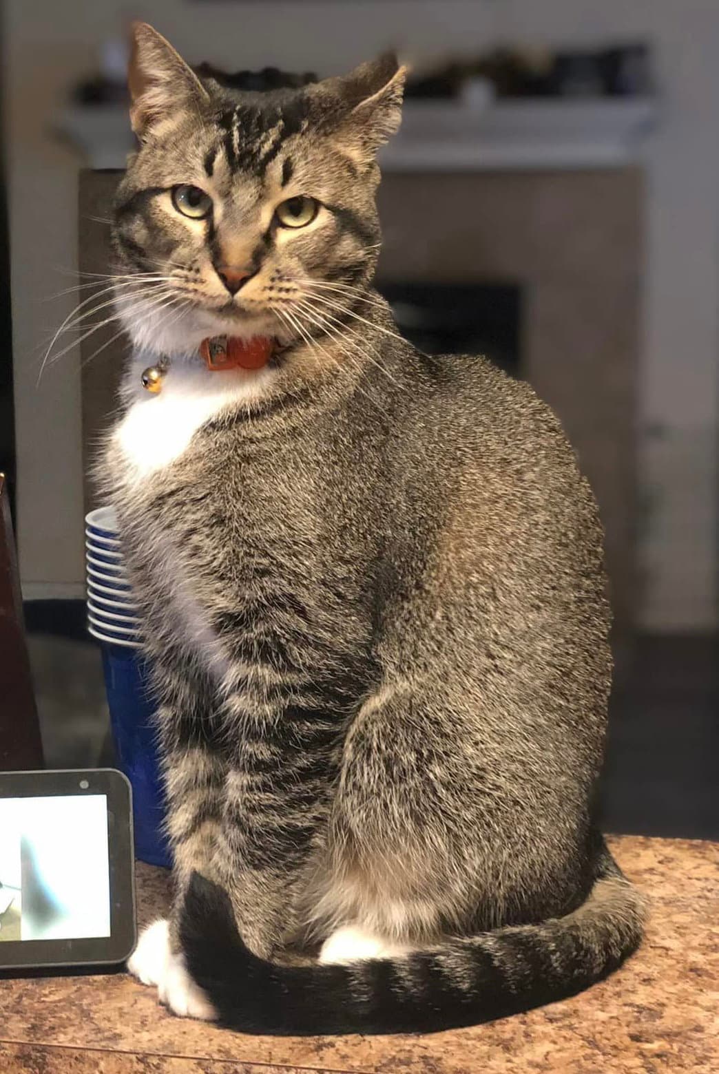 Jack Cat