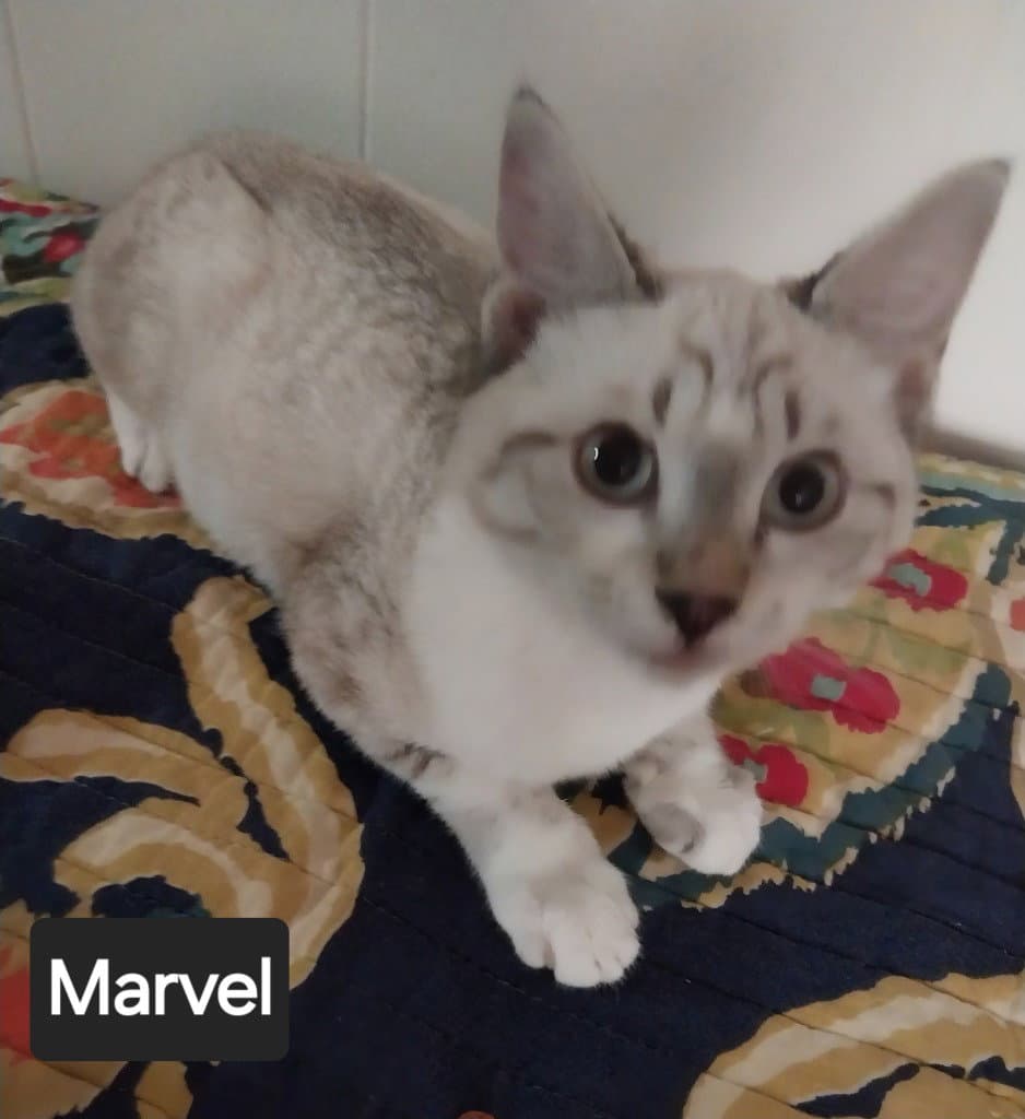 Marvel