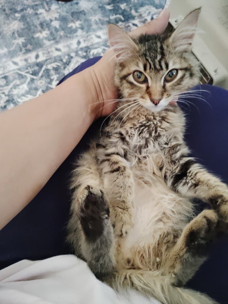 Mitzy