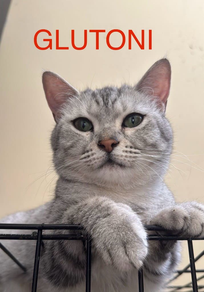 Glutoni