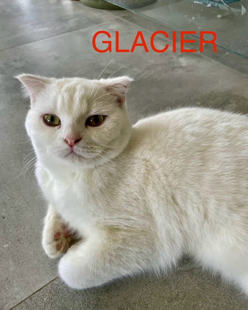 Glacier