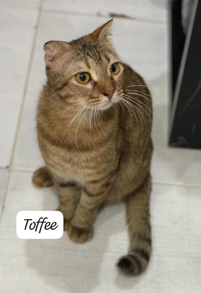 Toffee