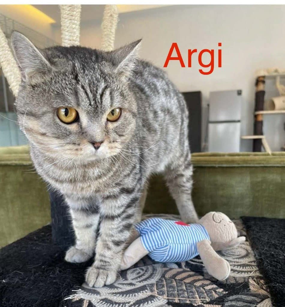 Argi
