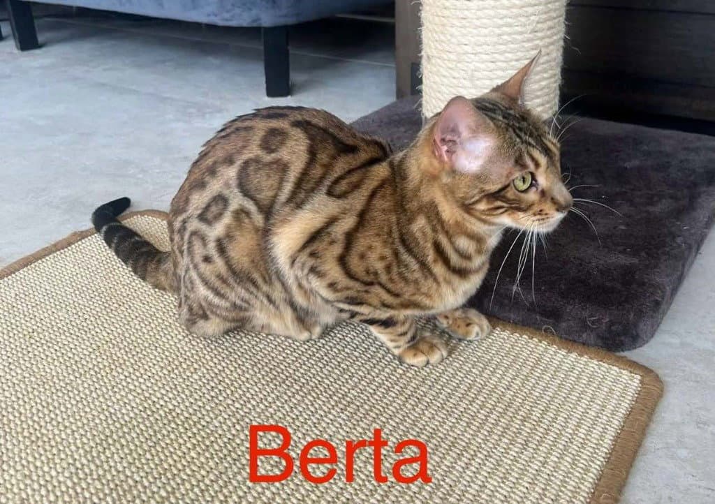 Berta