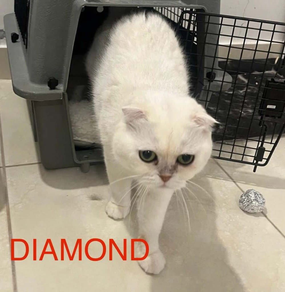 Diamond