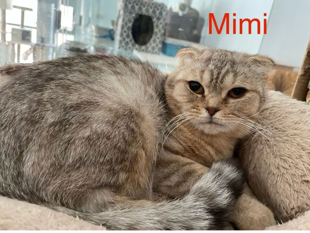 Mimi
