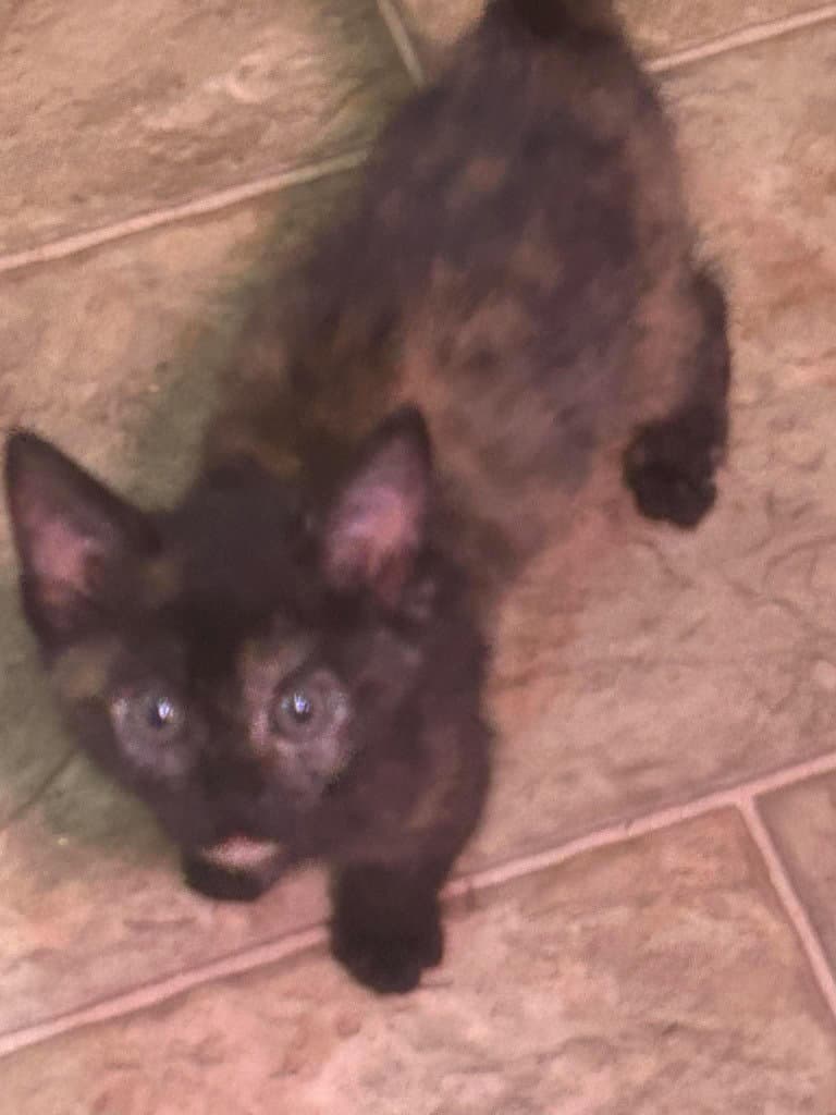 Stella