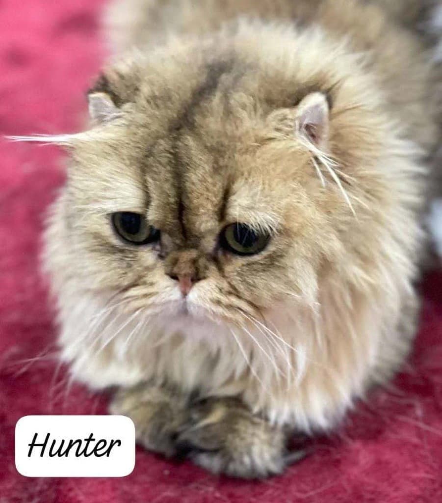 Hunter