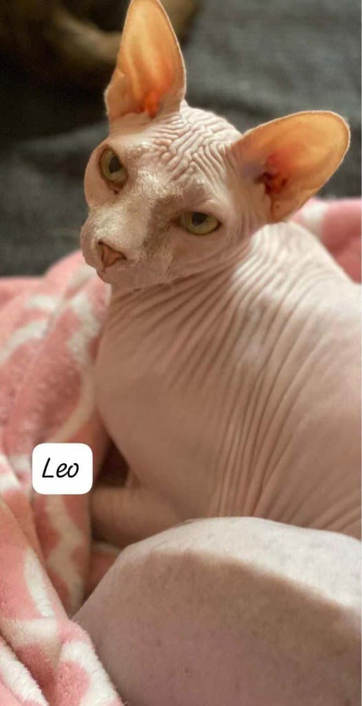 Leo