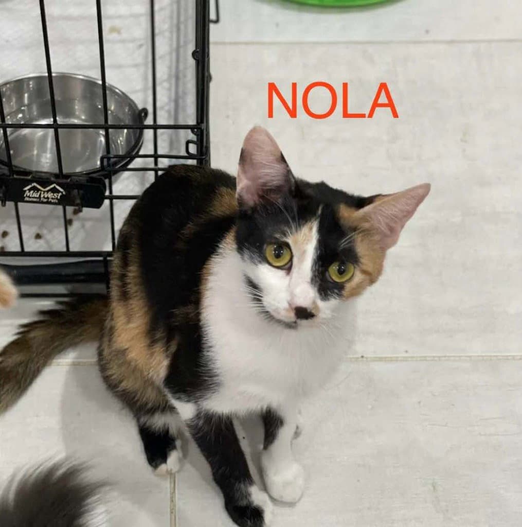 Nola