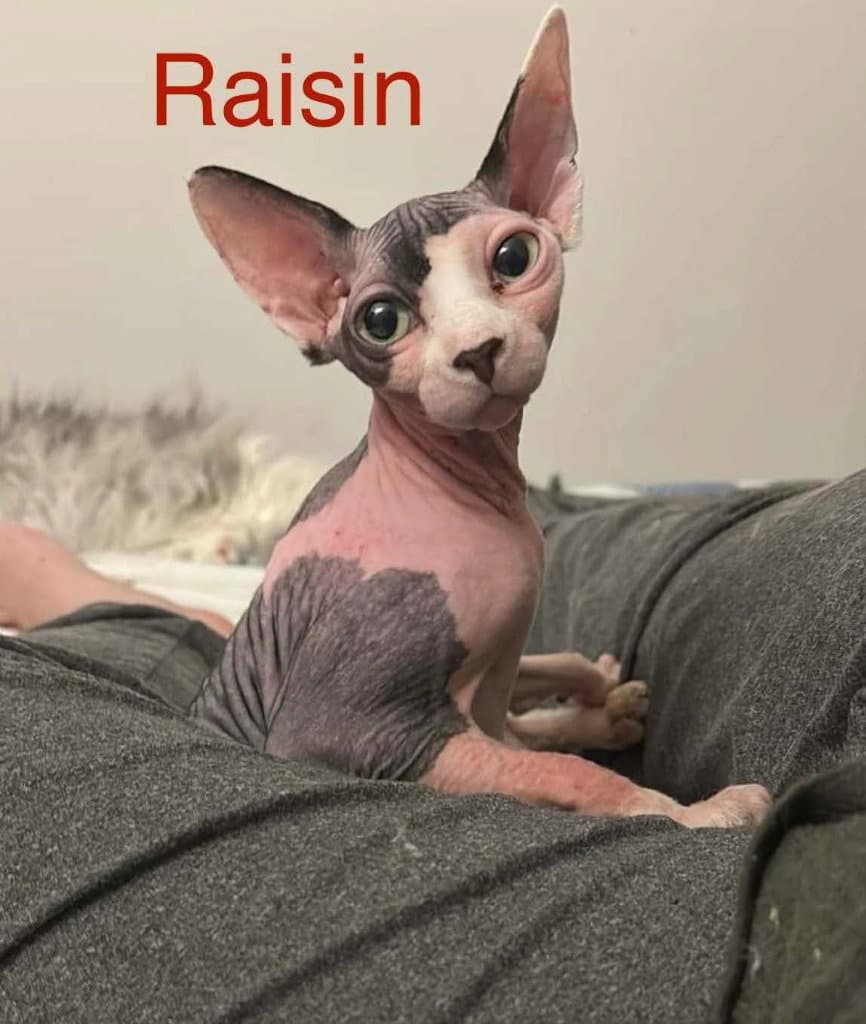 Raisin
