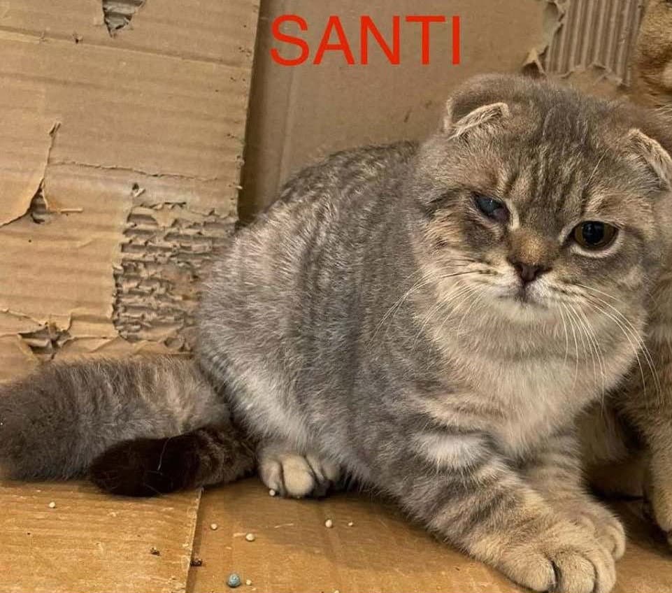 Santi