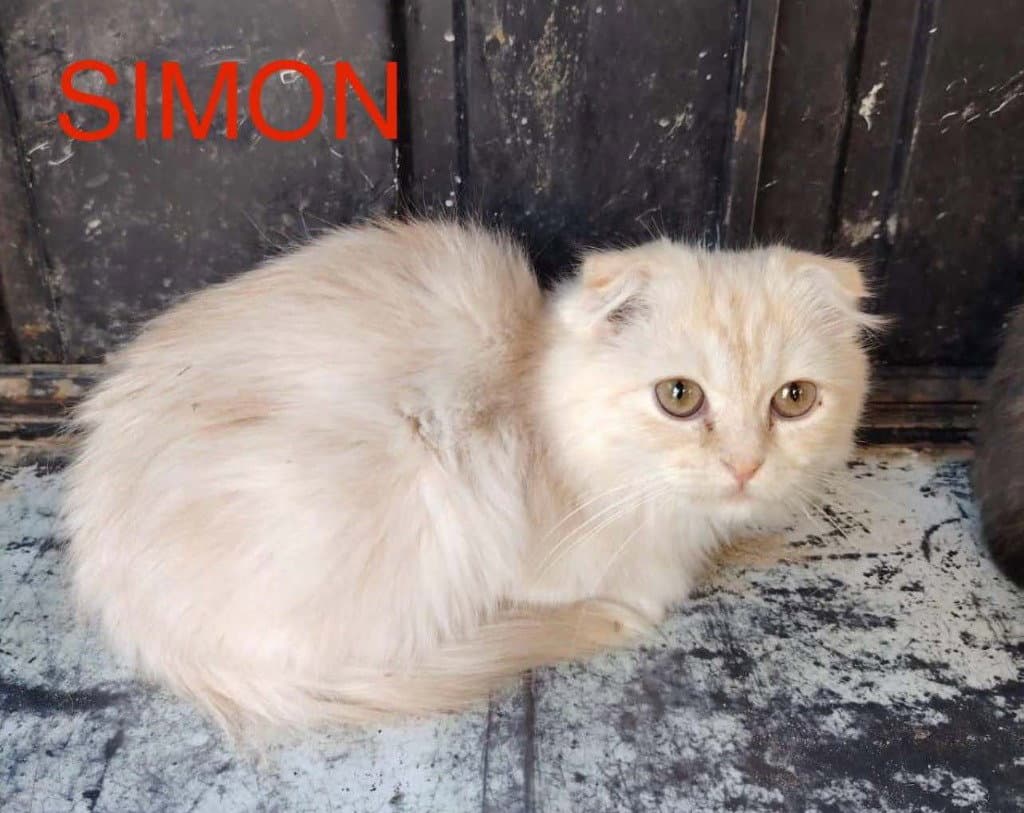 Simon