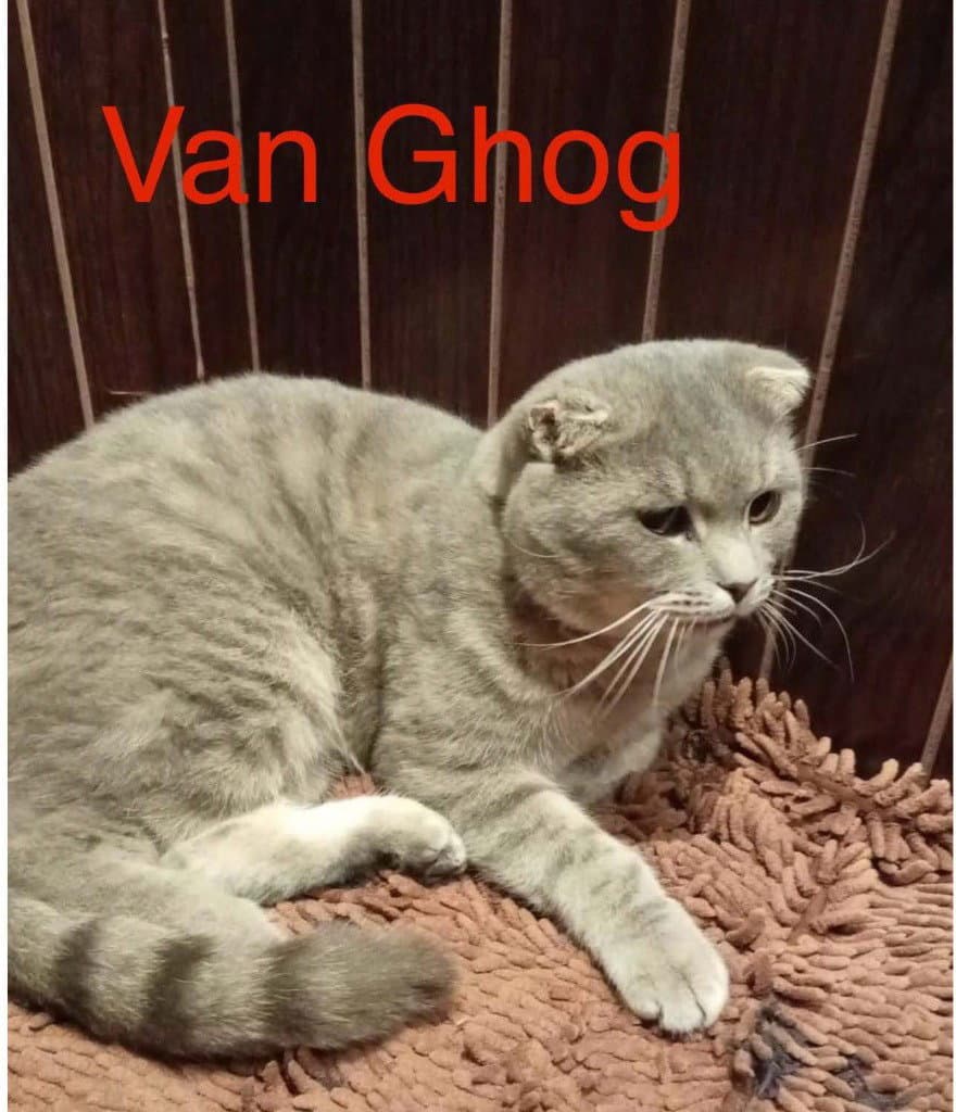 Van Ghog
