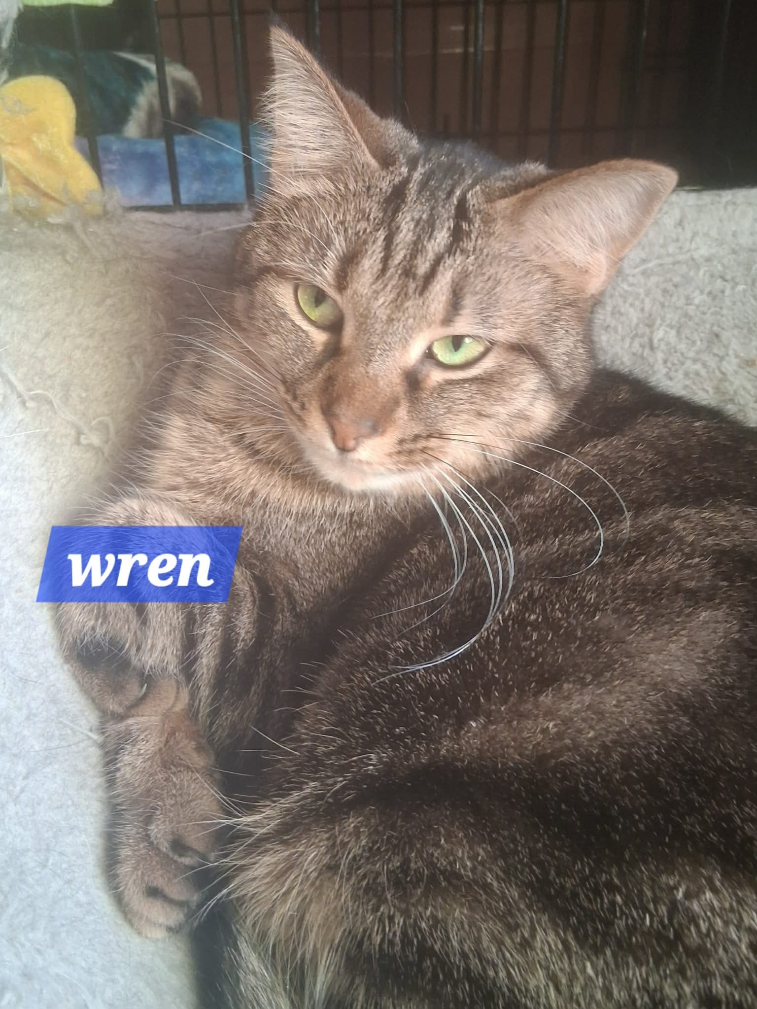 Wren