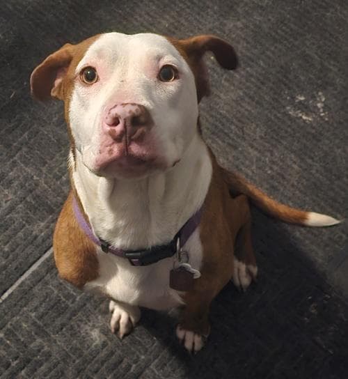 Zz Roxy - Courtesy