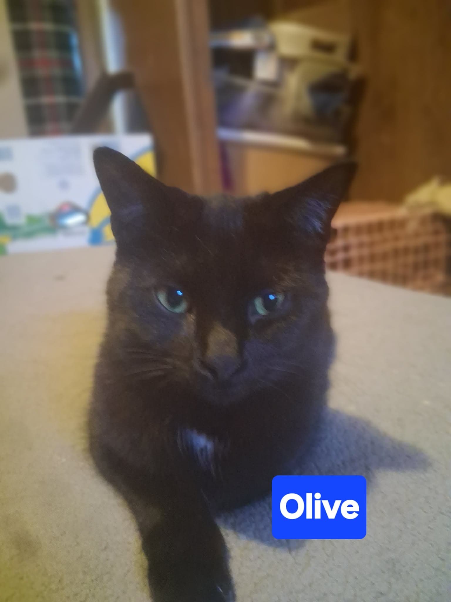 Zz Baby Olive Gothic Princess - Courtesy