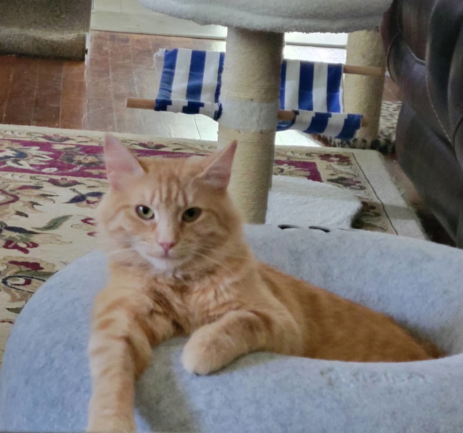Fluffy