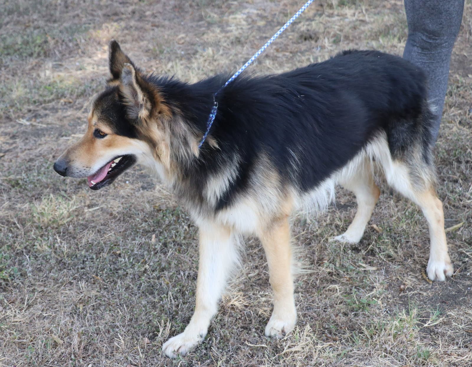 Husky Curly