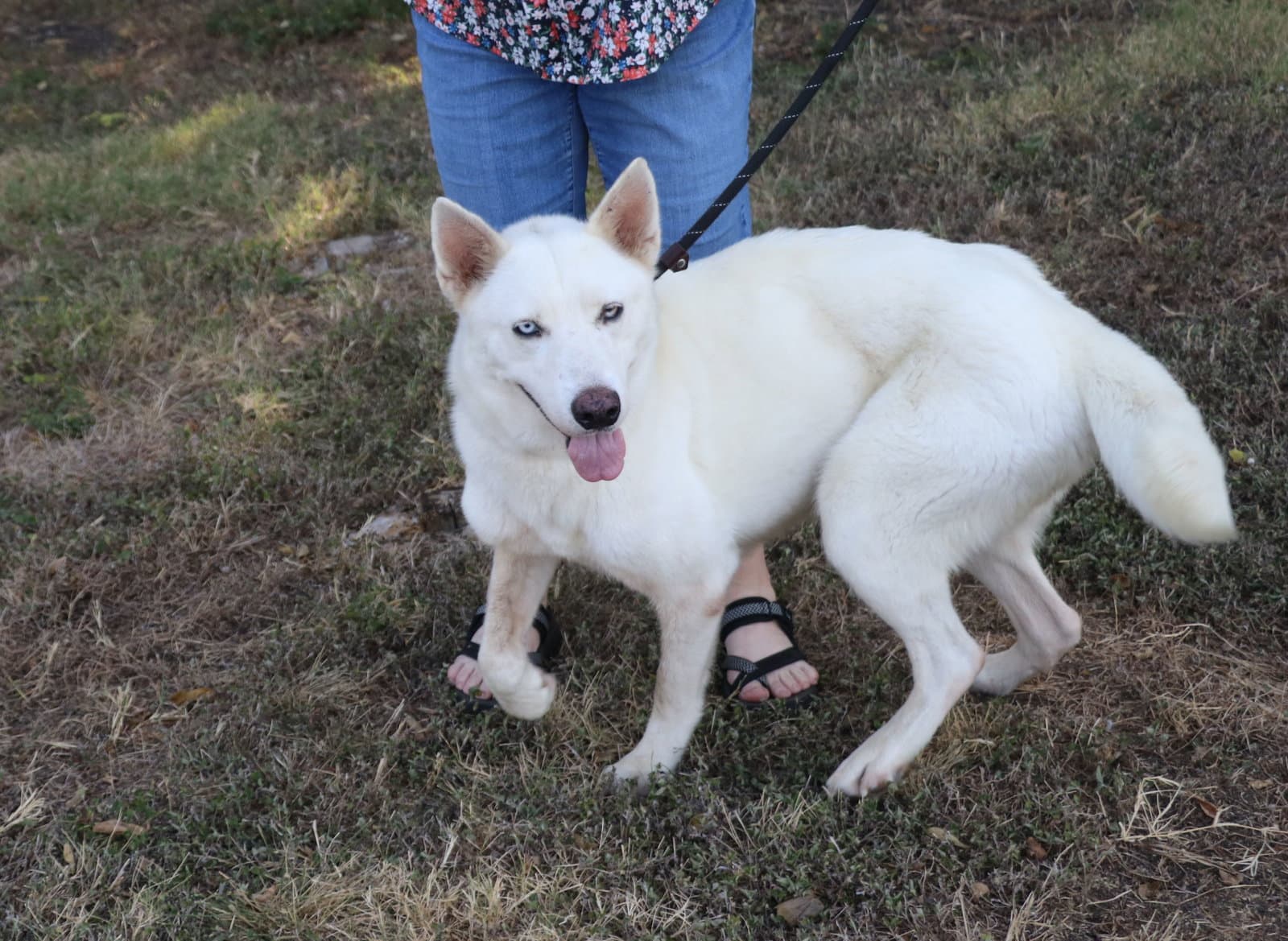Husky Loreta