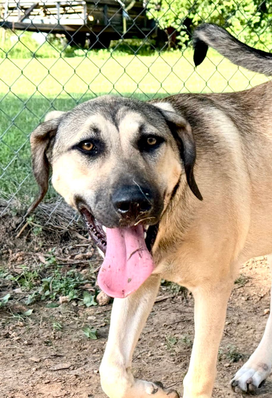 Finley - Houston Tx