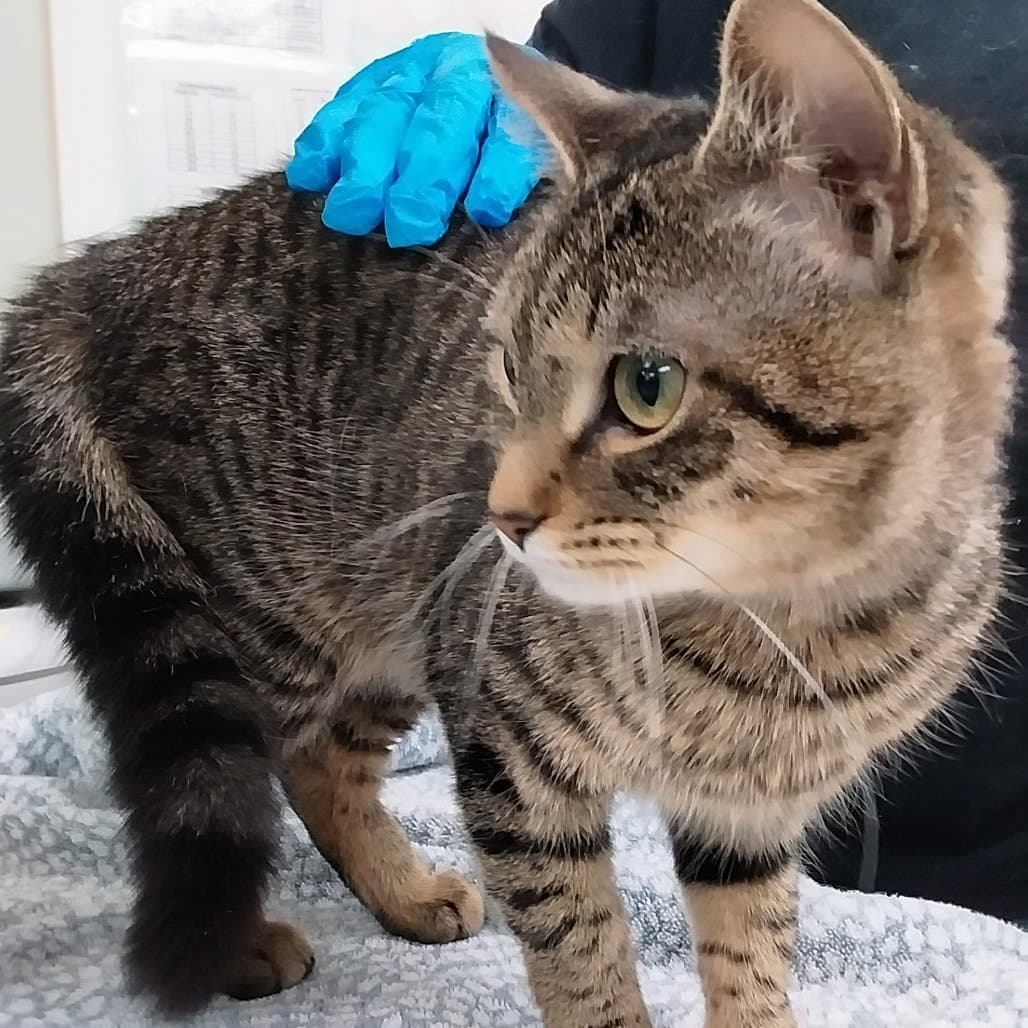 Ash (Ithaca PetSmart)