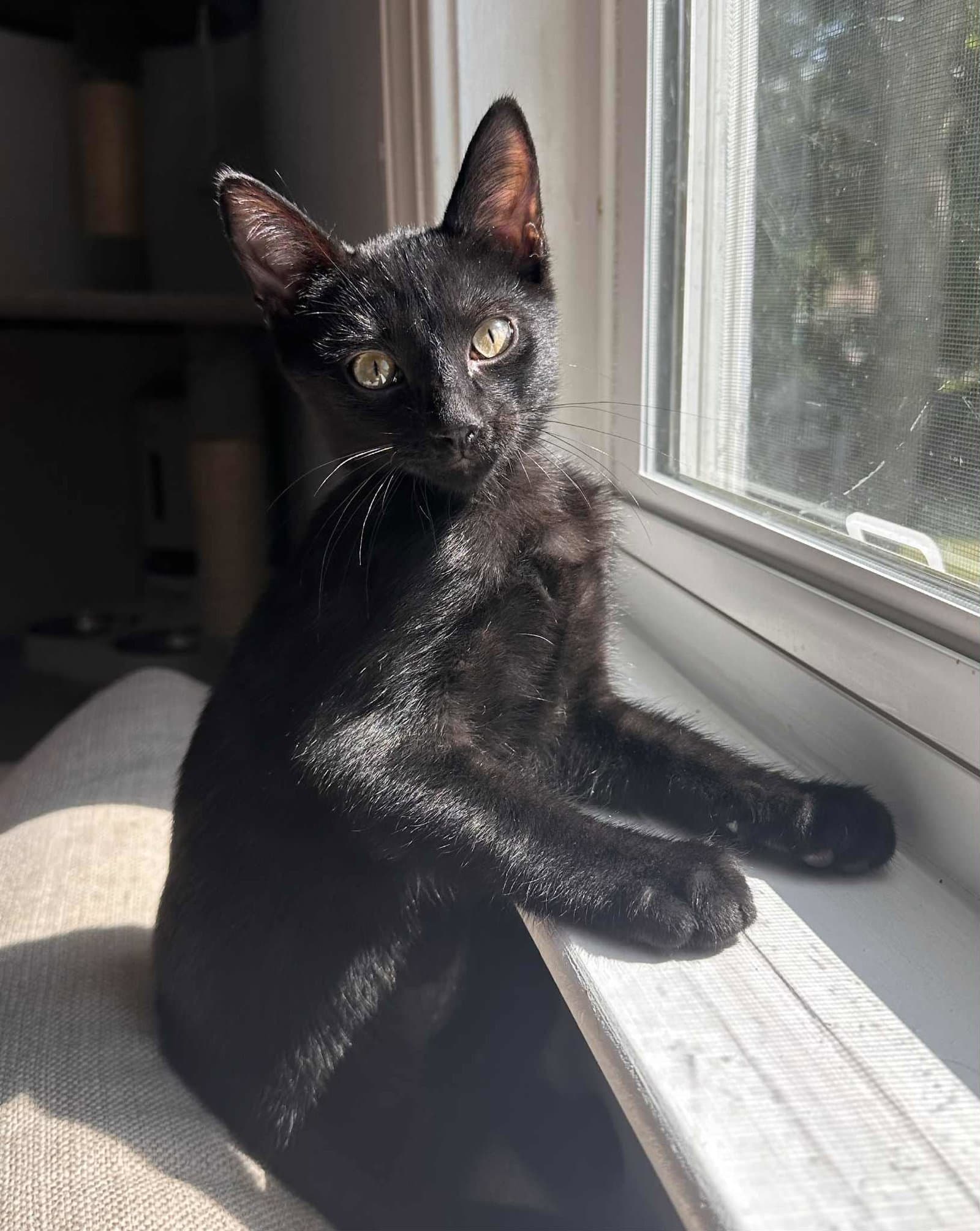 Gio =^.^=