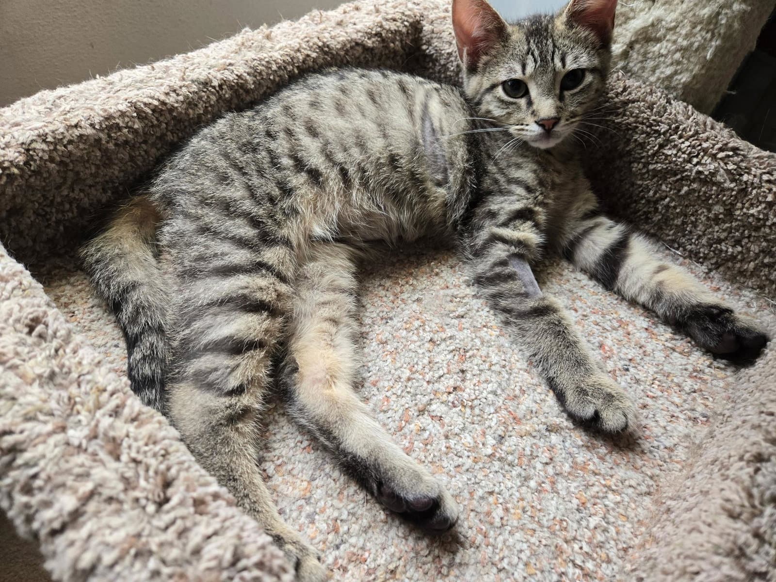 Chevy =^.^=