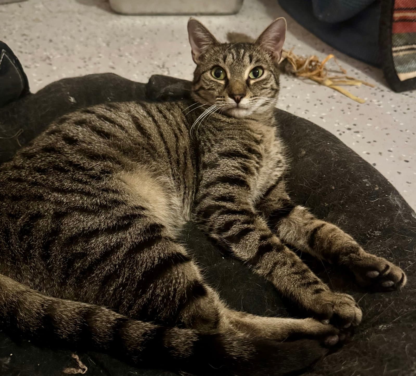 Fletcher =^.^=